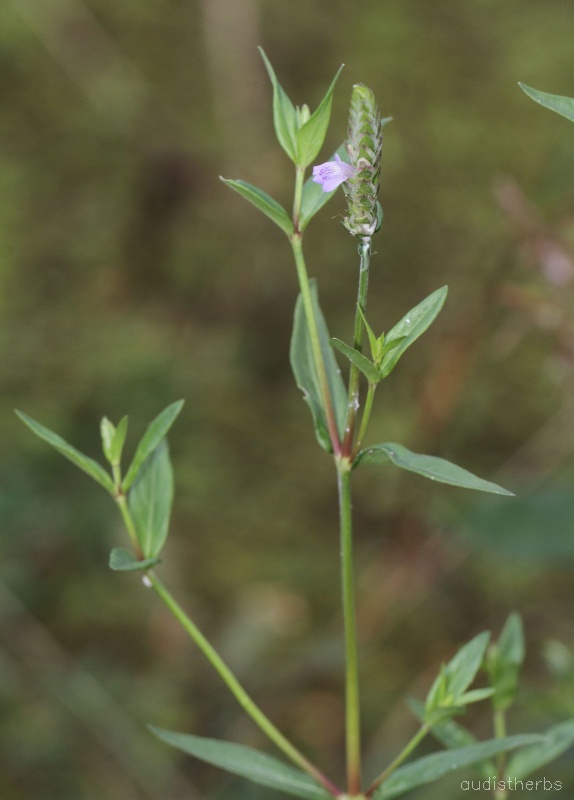 Rungia repens fullplant2.jpg